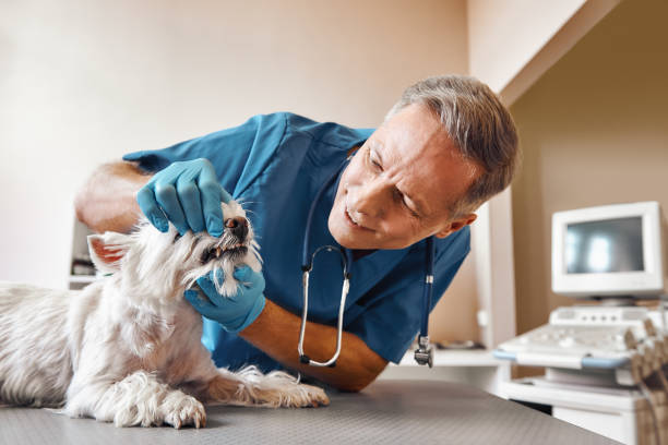 Best Same-Day Emergency Dental Services in Gberts, IL